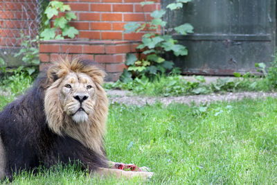 Majestic lion with meat on grassy field at chester zoo