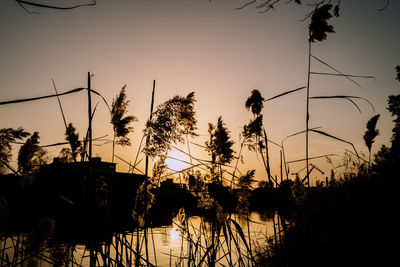 Low angle view of silhouette trees against sky during sunset