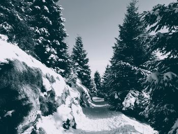 Snow covered pine trees against sky