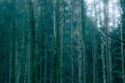 Trees in forest