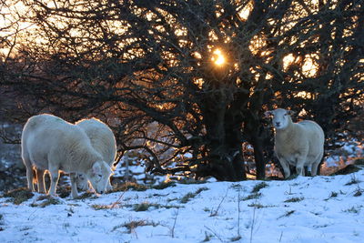 Winter landscape of sheep next to tree, with orange glow sun shining through