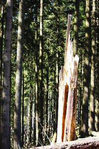 Trees in forest