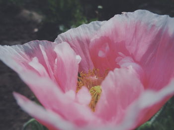 Close-up of pink flower blooming outdoors