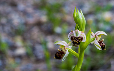 Close-up of bee on plant