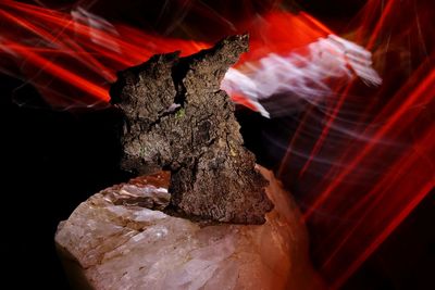 Close-up of lizard on rock against black background