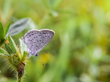 Close-up of insect on plant