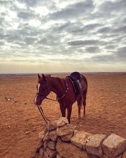 Horse standing on sand against sky