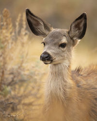 Close-up of an animal