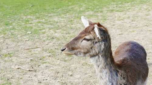 Close-up of snake on field