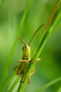 Close-up of insect on grass