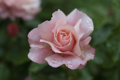 Close-up of pink rose flower