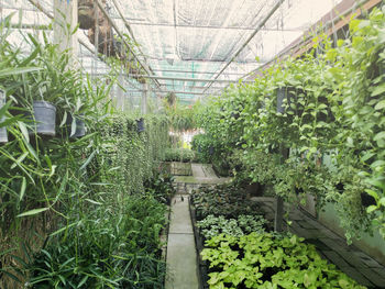 Potted plants in greenhouse