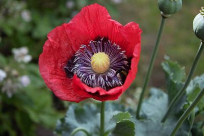 Close-up of red poppy flower