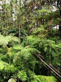 Scenic view of forest