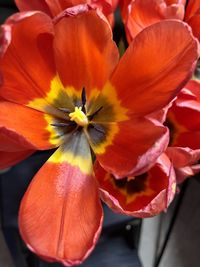 Close-up of orange rose flower