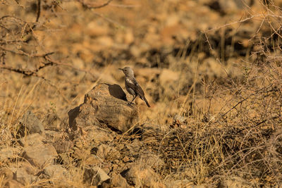 Bird perching on a field