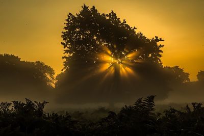 Low angle view of silhouette trees against sky at sunset