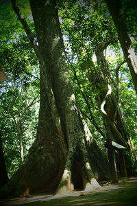Low angle view of trees in forest
