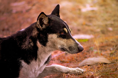 Side view of an indian street dog