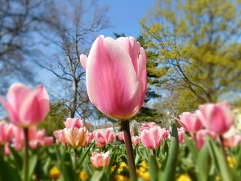 Close-up of pink flowers