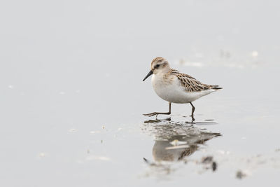 Seagull perching on a land