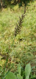 Close-up of plant on field