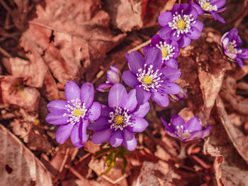 Close-up of purple crocus flowers