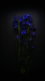 Close-up of purple flowers