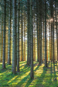 Spruce forest in backlight with shadows and tree trunks