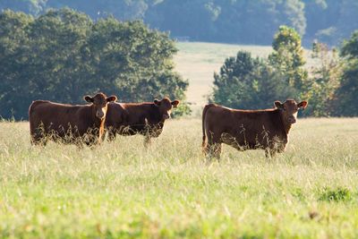 Brown cows on grassy field