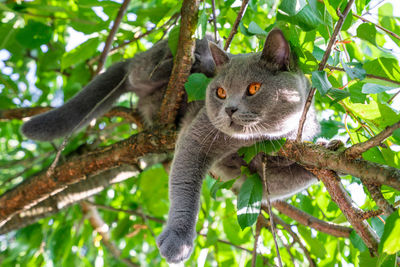 Low angle view of squirrel on tree