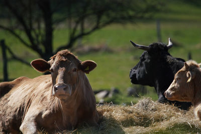 Cows grazing next to hay on a farmers field