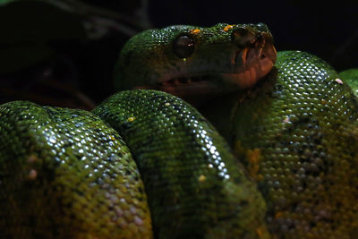 Close-up of snake