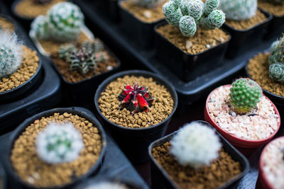 High angle view of potted plants