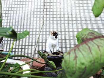 High angle view of cat sitting in flower pot against fence