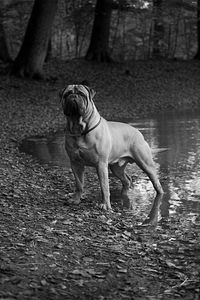 Dog standing on field