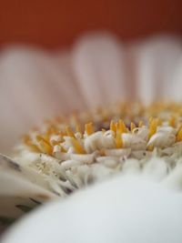 Close-up of plant