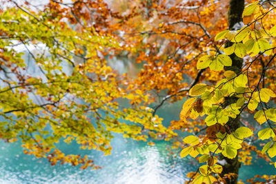 Close-up of yellow maple leaves on tree