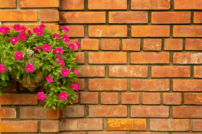 Close-up of pink flowering plant against brick wall