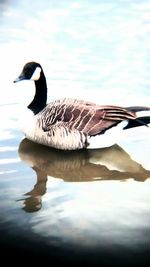 Bird flying over water