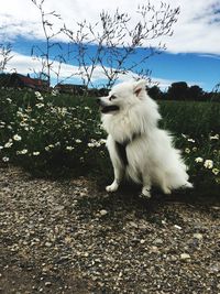 Dog sitting on tree against sky