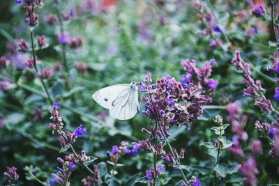 Close-up of butterfly perching on flower