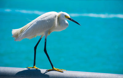 Bird perching on railing against sea