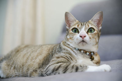 Close-up portrait of cat relaxing on floor