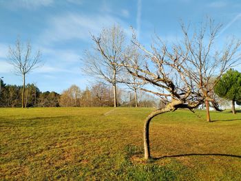 Twisted tree trunk in a park