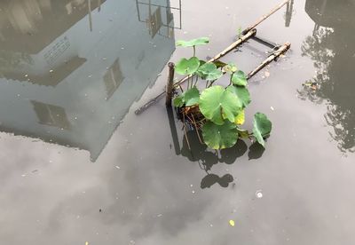High angle view of leaves floating on lake