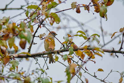 Low angle view of bird perching on tree