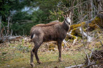 Deer standing in a field