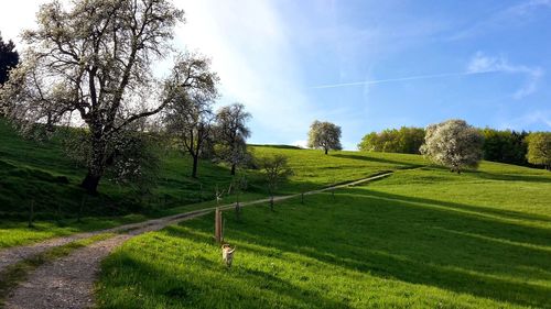 Panoramic shot of road amidst trees on field against sky