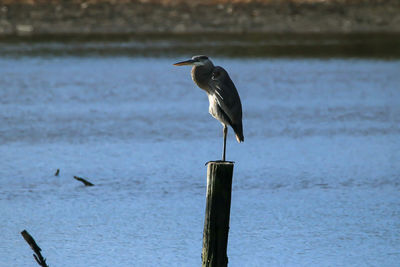 High angle view of gray heron perching on wooden post